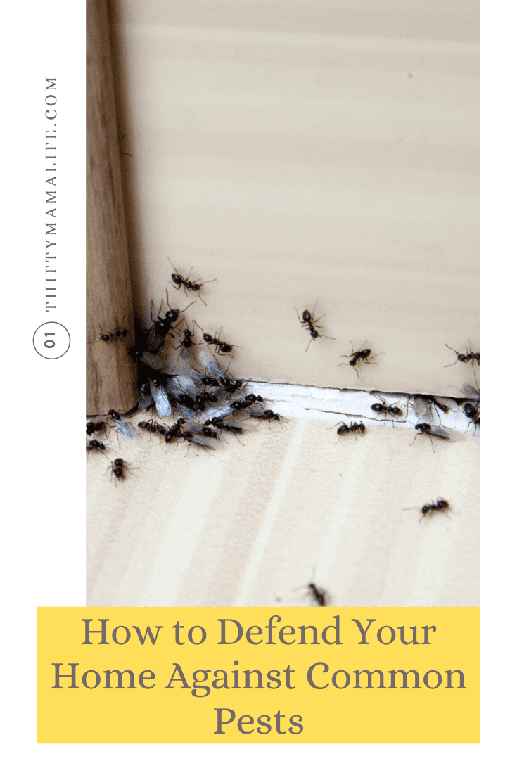 How to Defend Your Home Against Common Pests