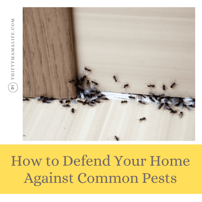 How to Defend Your Home Against Common Pests
