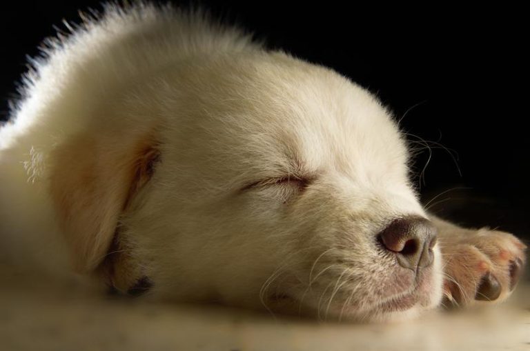 8 Questions to Consider Before Getting Your Kids a Puppy