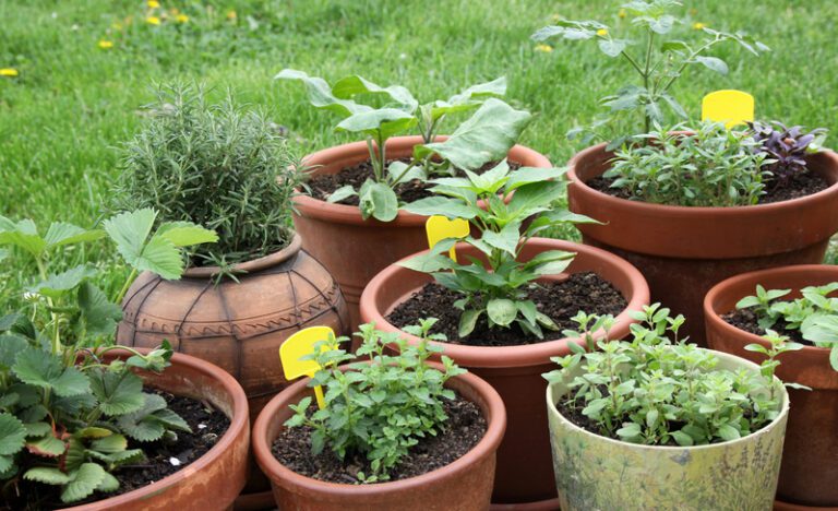 Why Your Garden isn’t Growing Like You Want it To